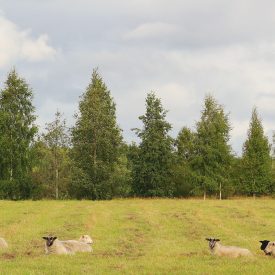 Suviseura-alueen pelloilla laidunsi edellisenä kesänä lampaita.