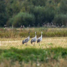 Kurjet tepastelevat seurakentällä syksyllä 2018