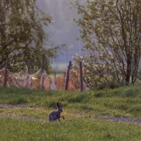 Aamukasteen kimallusta seurakentällä, helteistä päivää ennakoiden.