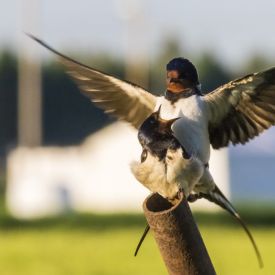 ”Lintu on kodin löytänyt ja pääskynen pesäpaikan, jossa se kasvattaa poikasensa."
