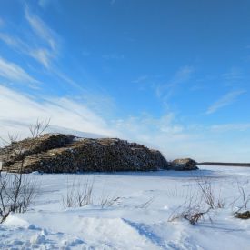 Näistä koivupöllikasoista syntyy se Suviseuroille niin tuttu hakkeen tuoksu. koivupöllit hake suviseurat Muhos 2019