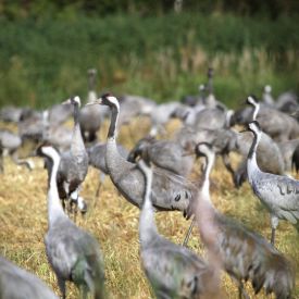 Kurkia seura-alueella syksyllä 2018