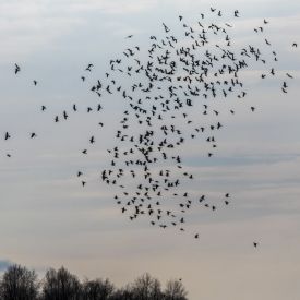 Toukomettiset - metsäkyyhkysinä paremmin tunnetut - parveilevat suviseurakentän yllä keväällä 2019