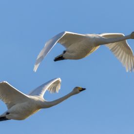 Kaksin kaunihimpi! Joutsenia seurakentällä keväällä 2019