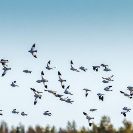 Parvessa on hyvä olla seurakentällä